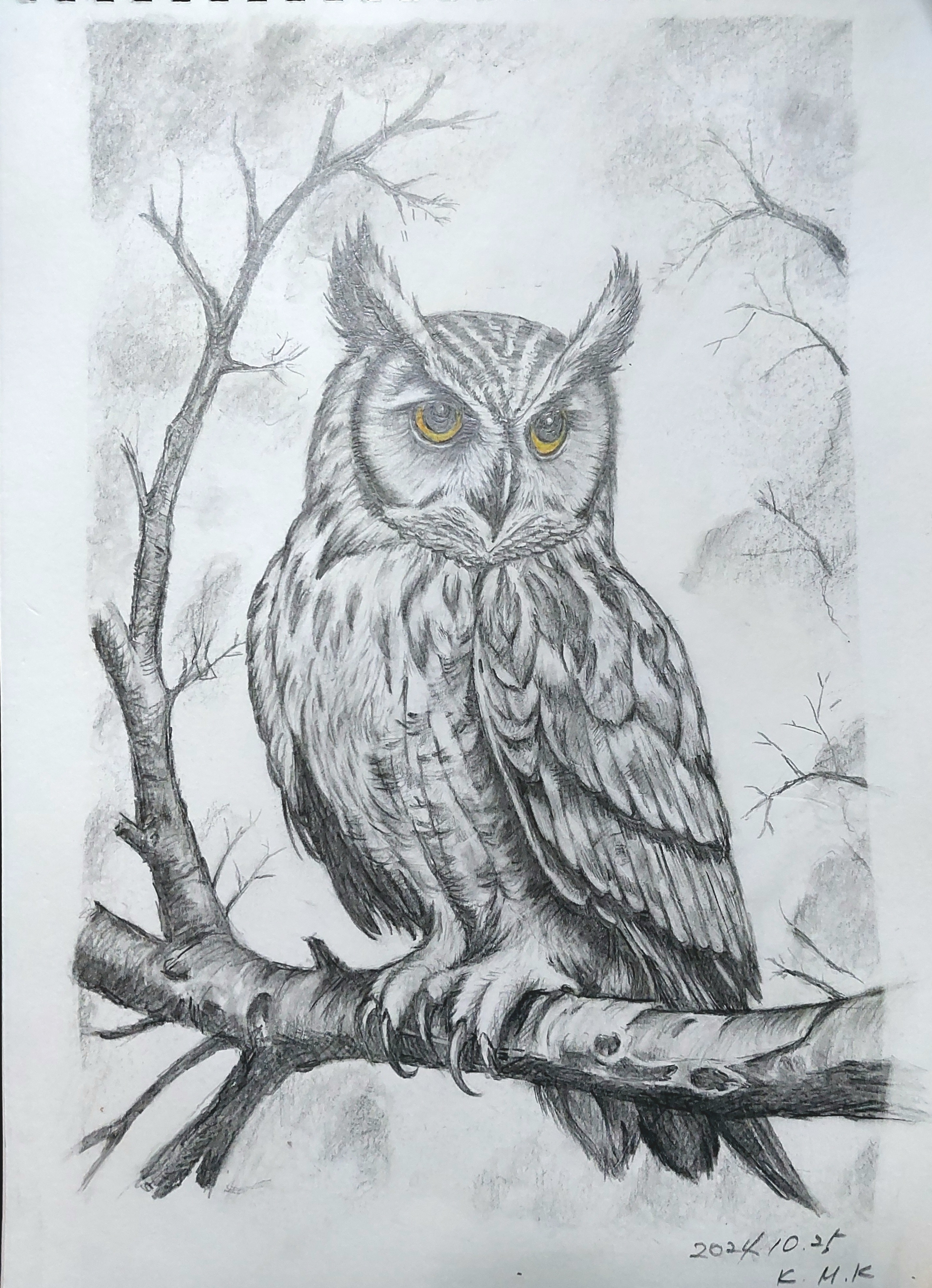 Owl
